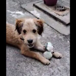 Busca un Hogar