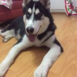 Perrita – Mascota Extraviada