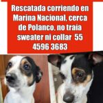 Chihuahua Busca Amigos en Adopción