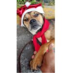 Kruky – Mascota Extraviada