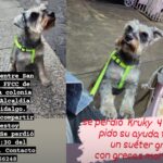 Chata – En Adopción